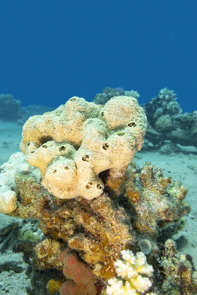 熱帯海の底にあるカラフルなサンゴ礁 白い海のスポンジ 水中の風景 — ストック写真