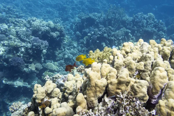 Farbenfrohe Korallenriffe Grund Des Tropischen Meeres Große Steinkorallen Unterwasserlandschaft — Stockfoto