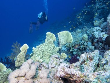 Renkli mercan resif alt tropikal deniz, mavi su, sualtı manzara arka plan üzerinde dalgıç