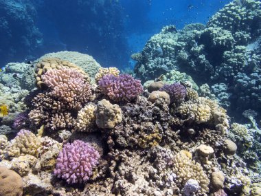 Tropikal denizin dibindeki renkli mercan resifi, sualtı manzarası.