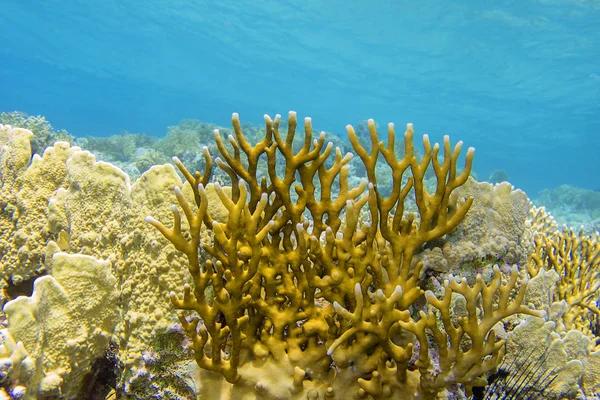 Colorful Coral Reef Bottom Tropical Sea Yellow Fire Coral Underwater — Stock Photo, Image