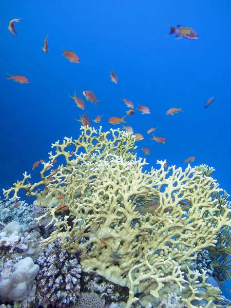 Colorful Coral Reef Bottom Tropical Sea Great Fire Coral Underwater — Stock Photo, Image