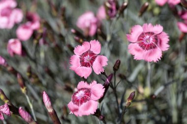 Dianthus caryophyllus (carnation), pink flowers blooming in the garden.  It is native to the Mediterranean region, has been cultivated since ancient times clipart