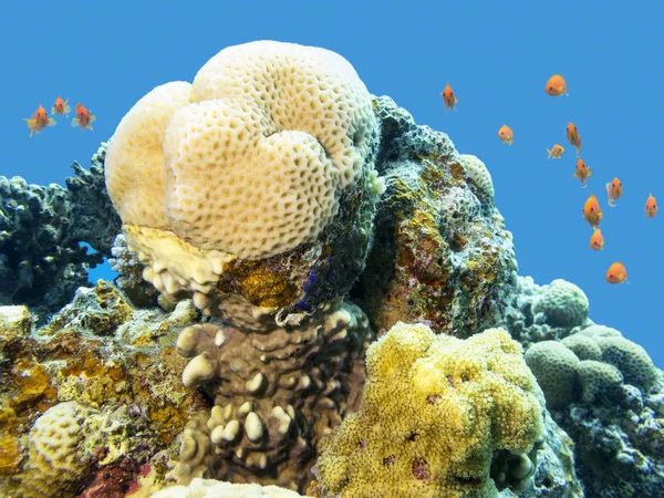 Барвистий Кораловий Риф Дні Тропічного Моря Великі Улюблені Корали Підводний — стокове фото