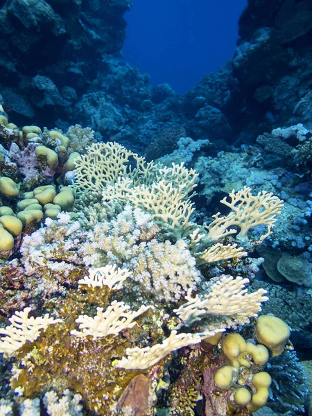 热带海底多彩的珊瑚礁 硬珊瑚 水下景观 — 图库照片