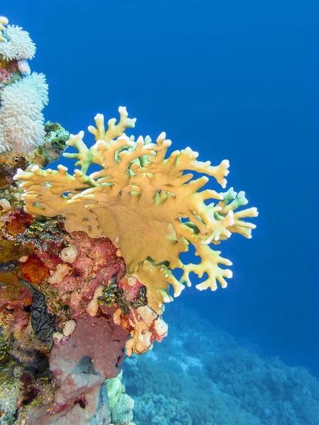 Πολύχρωμο Κοραλλιογενή Ύφαλο Στον Πυθμένα Της Τροπικής Θάλασσας Κίτρινο Κοράλλι — Φωτογραφία Αρχείου