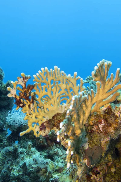 Récif Corallien Coloré Fond Mer Tropicale Corail Jaune Paysage Sous — Photo