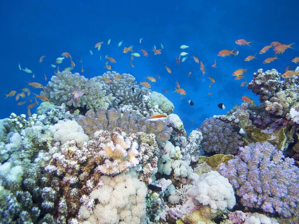Recife Coral Colorido Fundo Mar Tropical Grande Coral Duro Paisagem — Fotografia de Stock