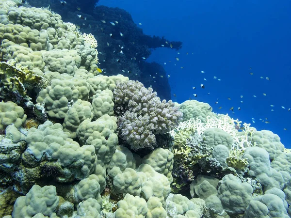 热带海底五颜六色的珊瑚礁 巨大的硬珊瑚 水下景观 — 图库照片