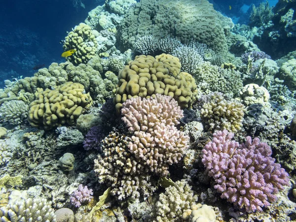 熱帯海の底にあるカラフルなサンゴ礁 硬いサンゴ 水中の風景 — ストック写真