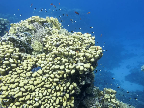 풍경의 하단에 화려한 산호초 — 스톡 사진