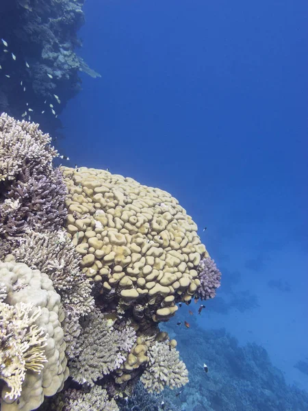 Красочный Коралловый Риф Дне Тропического Моря Твердые Кораллы Подводный Пейзаж — стоковое фото