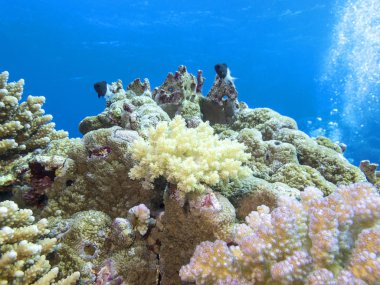 Renkli mercan resif alt tropikal deniz, mavi su, sualtı manzara arka plan