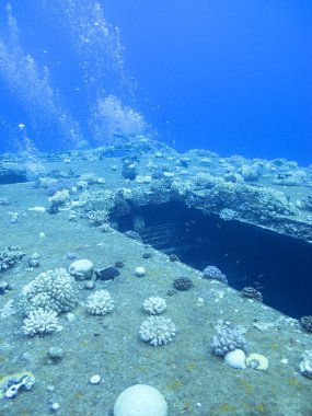 -Yolcu batık gemi mercan Mısır'daki Kızıl Deniz dibinde kaplı Salem hızlı.