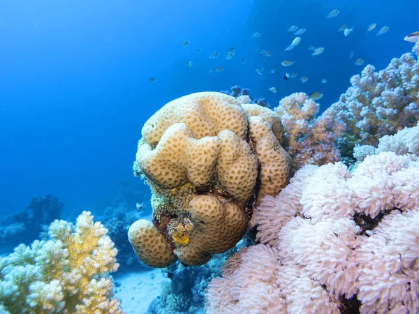 カラフルなサンゴ礁熱帯の海 サンゴ Favites 水中風景の下部に — ストック写真