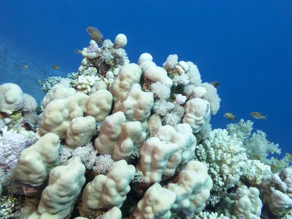 热带海底多彩的珊瑚礁 硬珊瑚 水下景观 — 图库照片