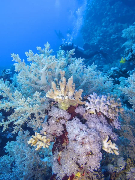 Farbenfrohe Korallenriffe Grund Des Tropischen Meeres Wunderschöne Brokkoli Korallen Unterwasserlandschaft — Stockfoto