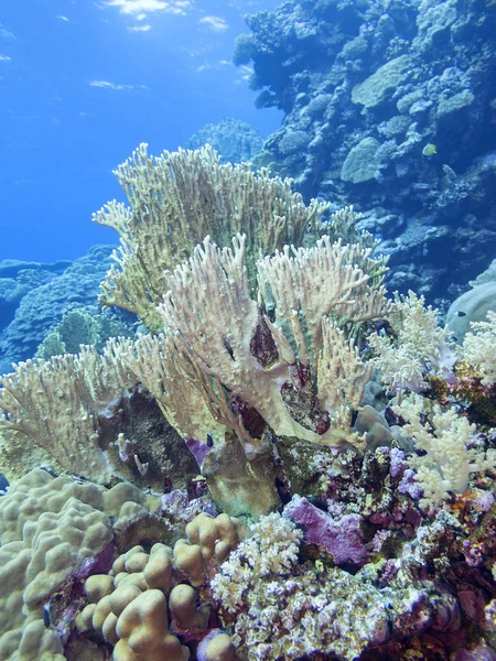 Farbenfrohe Korallenriffe Grund Des Tropischen Meeres Unterwasserlandschaft — Stockfoto
