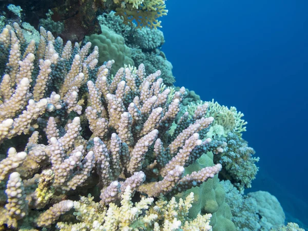 Farbenfrohe Korallenriffe Grund Des Tropischen Meeres Violette Akropora Korallen Unterwasserlandschaft — Stockfoto