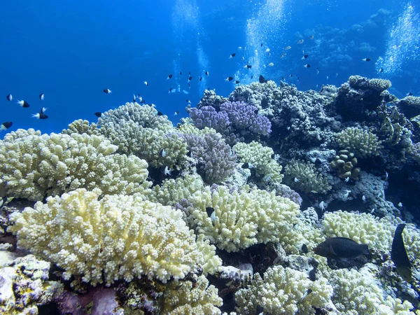 カラフルなサンゴ礁熱帯の海 空気の泡 水中風景の下部に — ストック写真