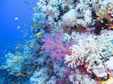 Renkli mercan resif alt tropikal deniz, sualtı manzara