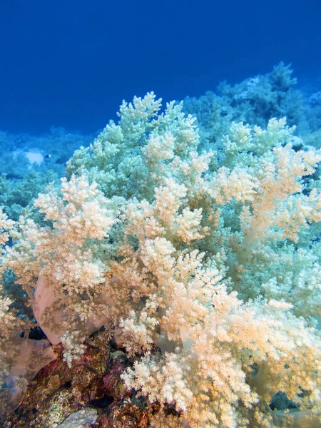 Recifes Corais Coloridos Fundo Mar Tropical Corais Brócolis Amarelos Paisagem — Fotografia de Stock