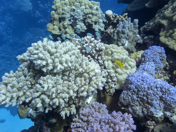Farbenfrohe Korallenriffe Grund Des Tropischen Meeres Steinkorallen Und Grüne Fische — Stockfoto