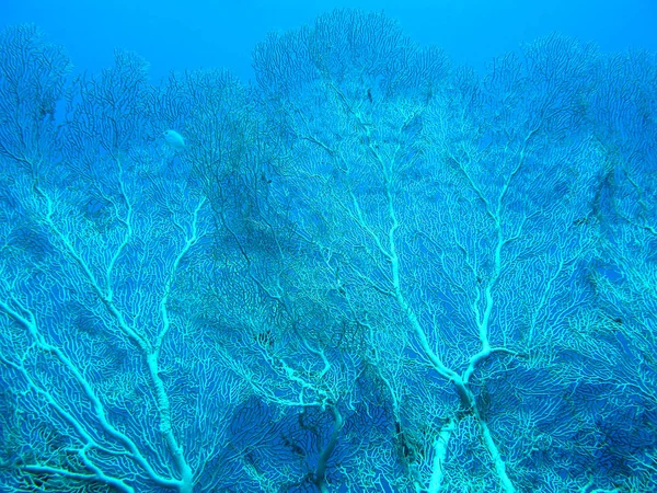 Κοραλλιογενή Ύφαλο Γοργονίες Στον Πάτο Του Τροπική Θάλασσα Φόντο Μπλε — Φωτογραφία Αρχείου