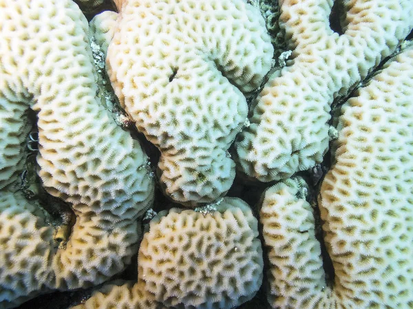 五颜六色的珊瑚礁在热带海底 非常喜欢珊瑚 靠近水下景观 — 图库照片