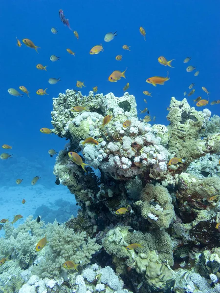 Színes Korallzátony Trópusi Tenger Fenekén Kemény Korallok Halak Anthias Víz — Stock Fotó