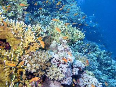 Renkli mercan resif alt tropikal deniz, sualtı manzara