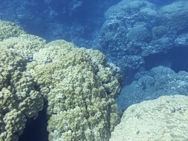 Colorido Arrecife Coral Fondo Del Mar Tropical Grandes Corales Duros —  Fotos de Stock