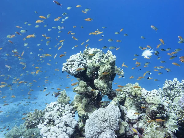 Colorful Coral Reef Bottom Tropical Sea Hard Corals Fishes Anthias — Stock Photo, Image