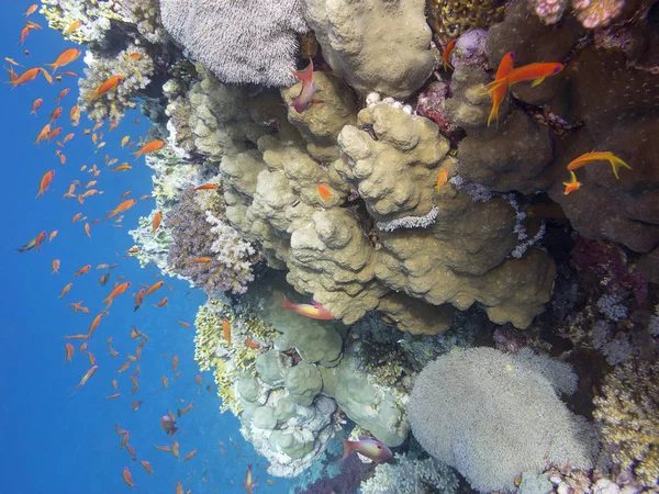 Récif Corallien Coloré Fond Mer Tropicale Coraux Durs Poissons Anthias — Photo