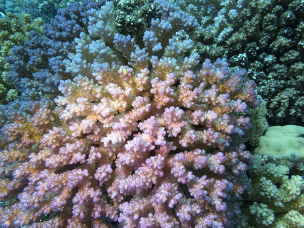 Colorful Coral Reef Bottom Tropical Sea Pink Hard Coral Acropora — Stock Photo, Image