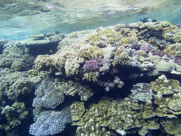 熱帯海の底にカラフルなサンゴ礁 水面下の硬いサンゴ 水中風景 — ストック写真