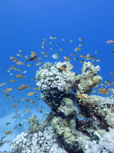 Färgglada Korallrev Botten Tropiska Havet Undervattens Landskap — Stockfoto