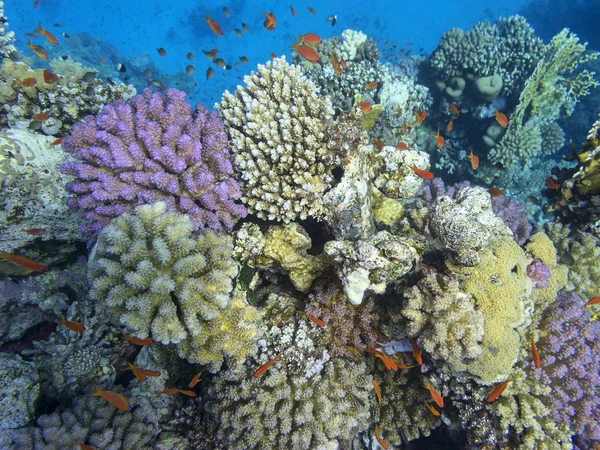 Барвистий Кораловий Риф Дні Тропічного Моря Великий Кораловий Сад Підводний — стокове фото
