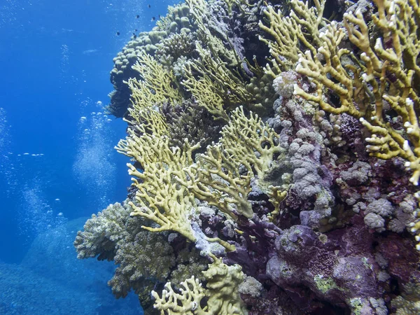 Színes Korallzátony Trópusi Tenger Fenekén Kemény Korallok Víz Alatti Táj — Stock Fotó