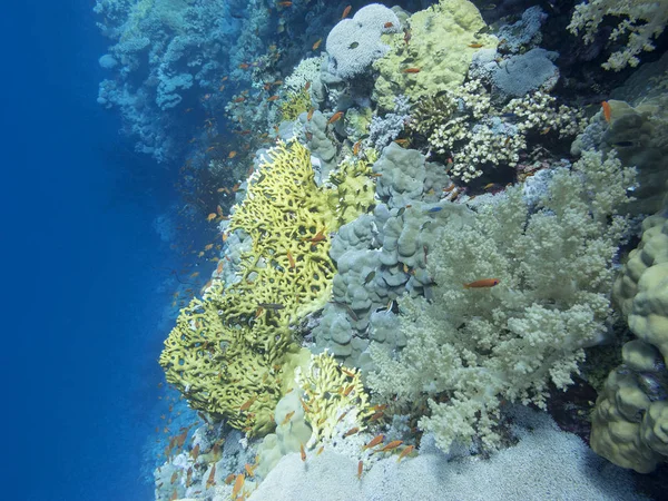 Barevné Korálové Útesy Dně Tropického Moře Tvrdé Měkké Korály Podvodní — Stock fotografie