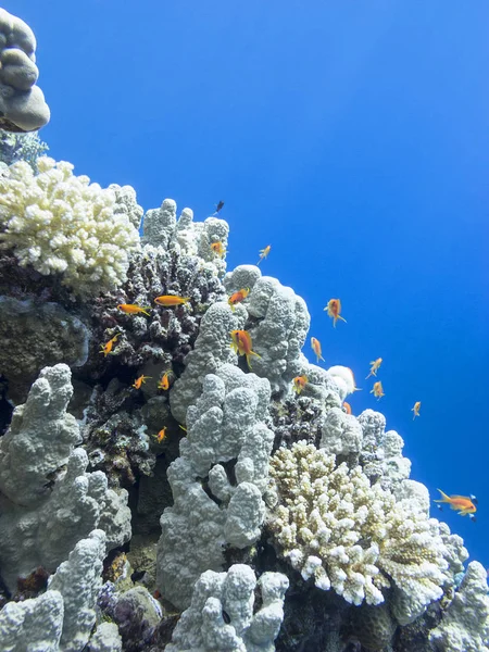 Барвистий Кораловий Риф Дні Тропічного Моря Підводний Пейзаж — стокове фото