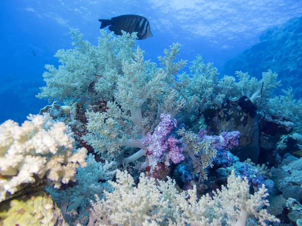 Colorful Coral Reef Bottom Tropical Sea Beautiful Broccoli Corals Underwater — Stock Photo, Image