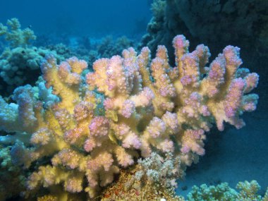 Colorful coral reef at the bottom of tropical sea, acropora coral, underwater landscape clipart