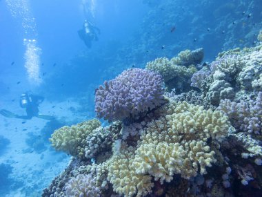 Renkli mercan resif alt tropikal deniz, dalgıçlar, sualtı manzara