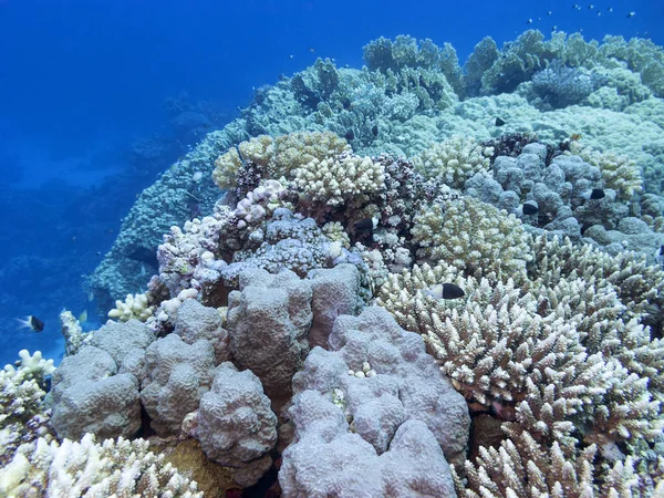 Barevný Korálový Útes Dně Tropického Moře Tvrdé Korály Podvodní Krajina — Stock fotografie