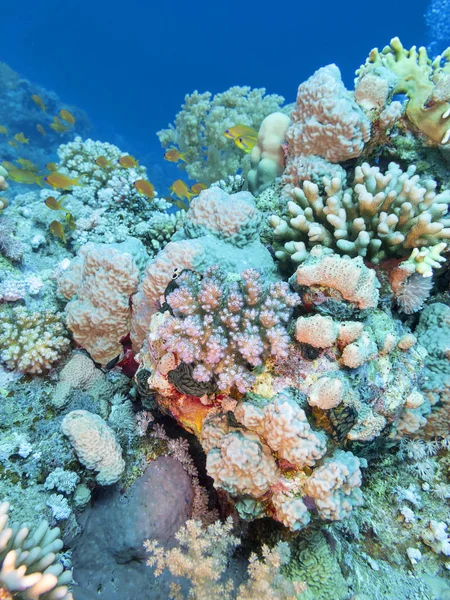 Färgglada Korallrev Botten Tropiska Havet Undervattens Landskap — Stockfoto