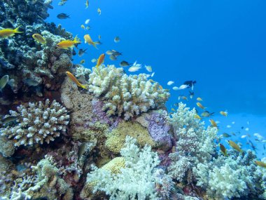 Renkli mercan resif alt tropikal deniz, mavi su, sualtı manzara arka plan