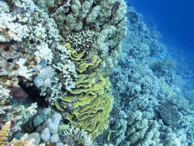 Renkli mercan resif alt tropikal deniz, sarı Turbinaria mercan, sualtı manzara