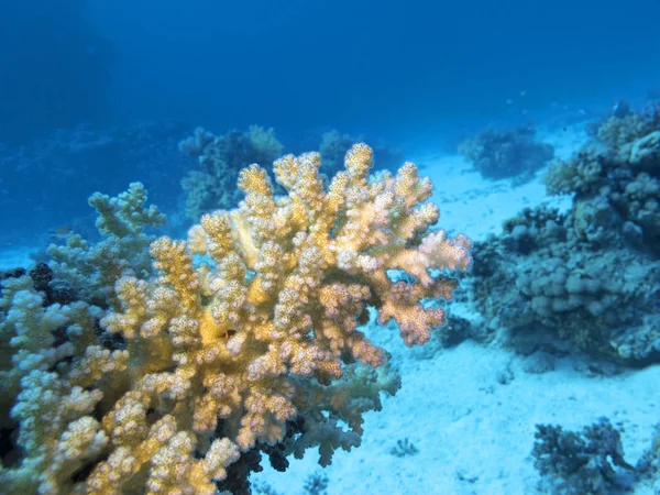 熱帯海の底にあるカラフルなサンゴ礁 アクロポラサンゴ 水中の風景 — ストック写真