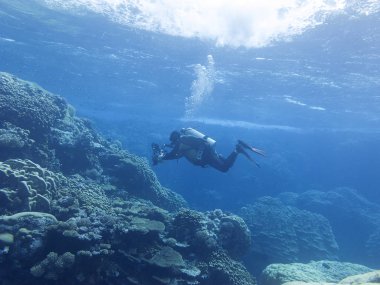 Renkli mercan resif alt tropikal deniz, dalgıç fotoğrafçı, sualtı manzara